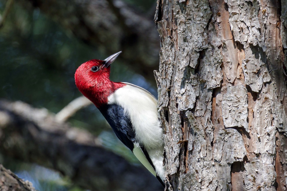 Red-headed Woodpecker - ML618066760