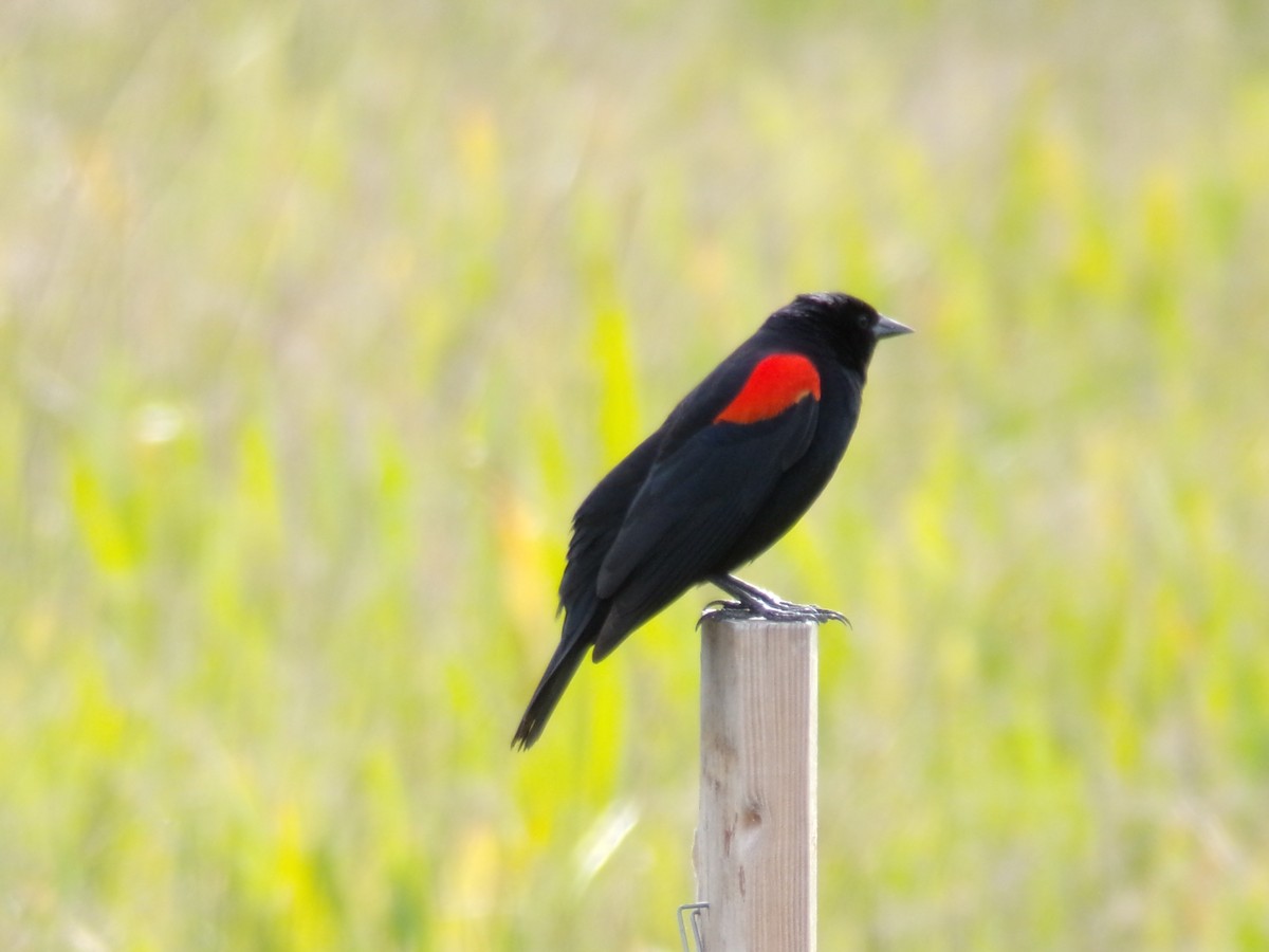 Red-winged Blackbird - Ross Rabkin