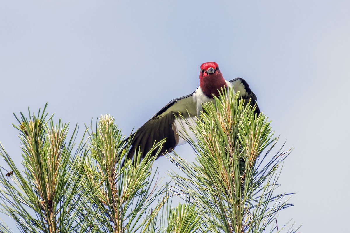 Red-headed Woodpecker - Dennis Miller