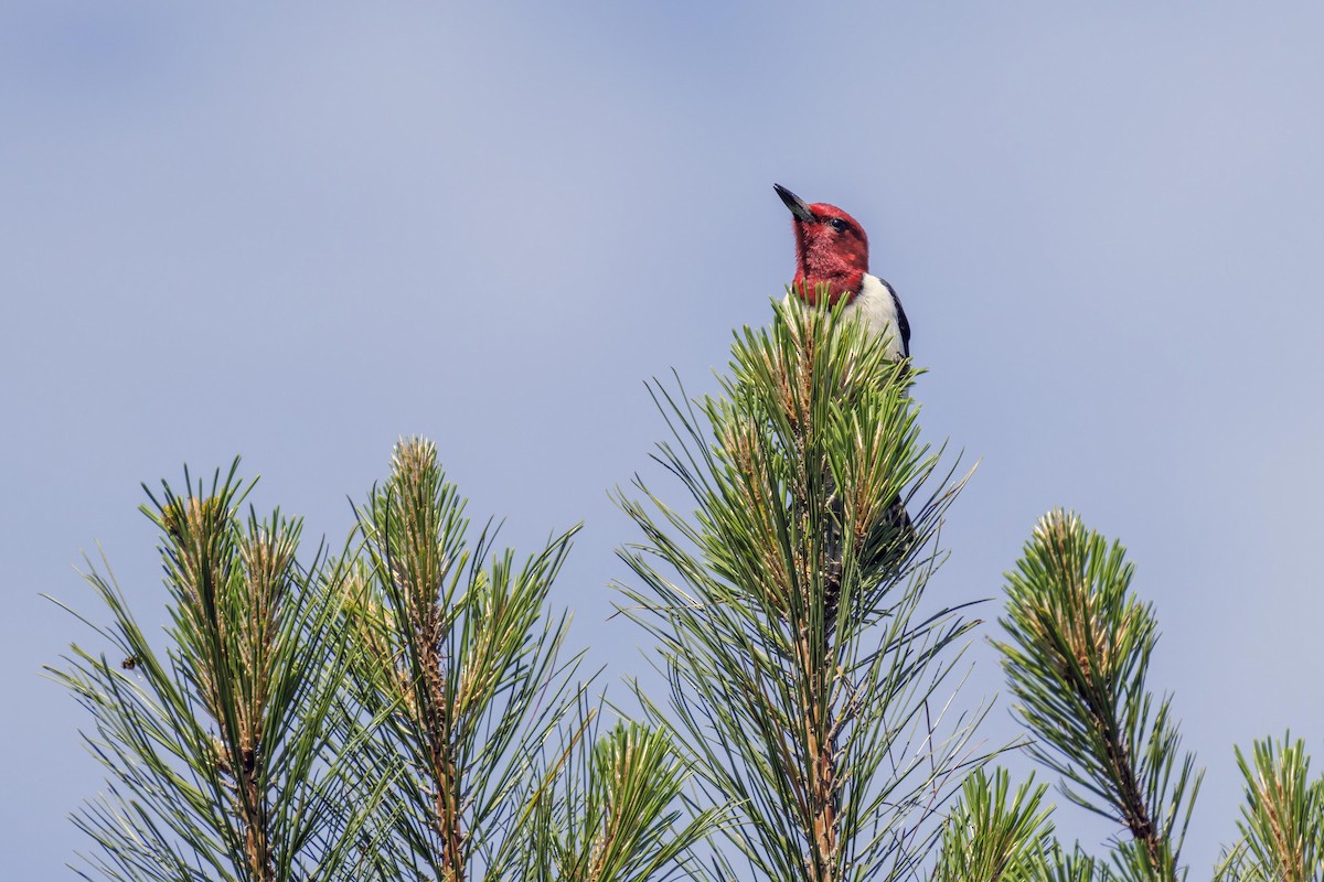 Red-headed Woodpecker - ML618066822