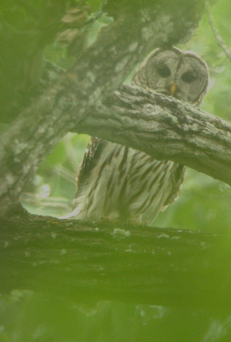 Barred Owl - ML618066868