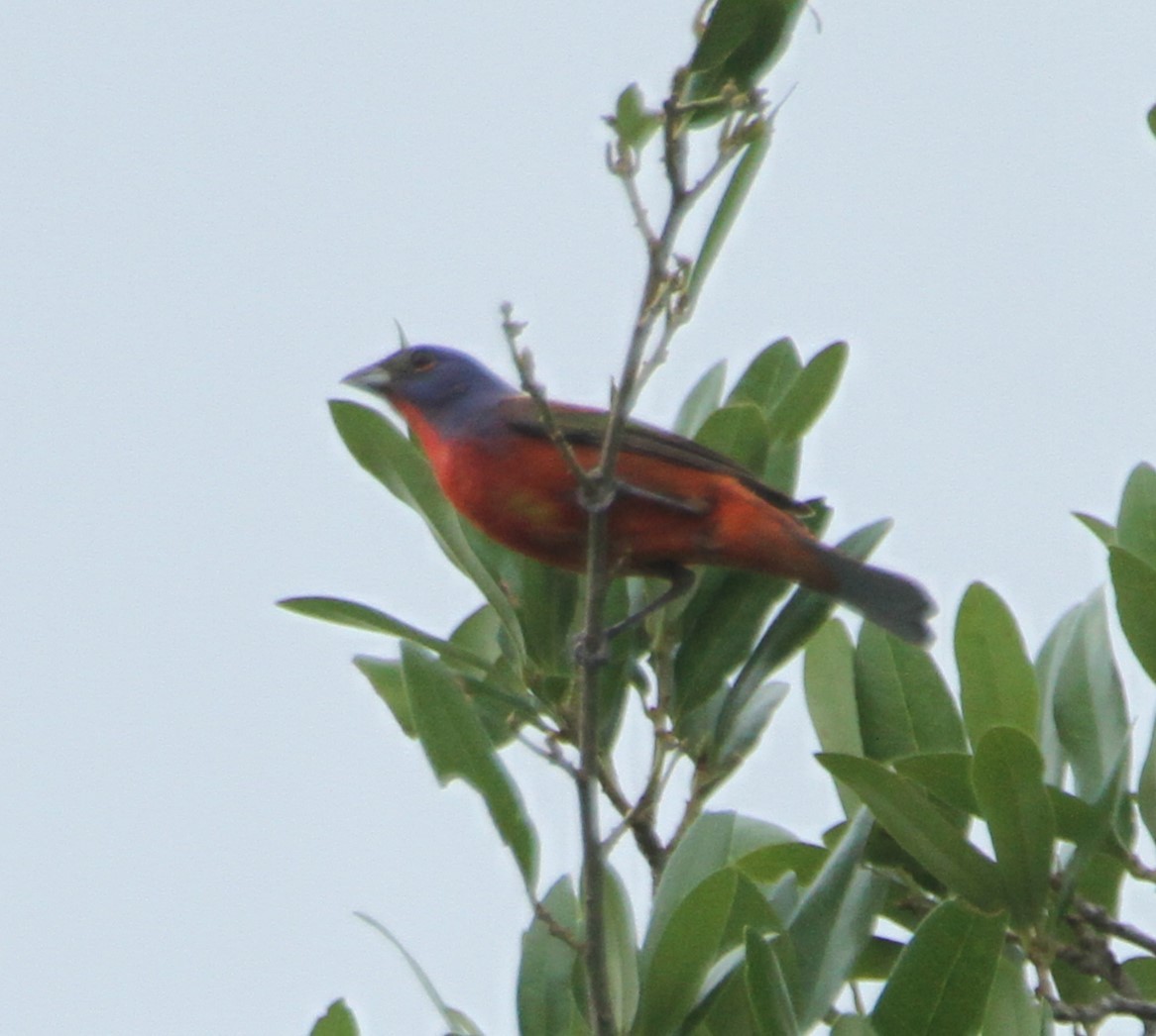 Painted Bunting - ML618066871