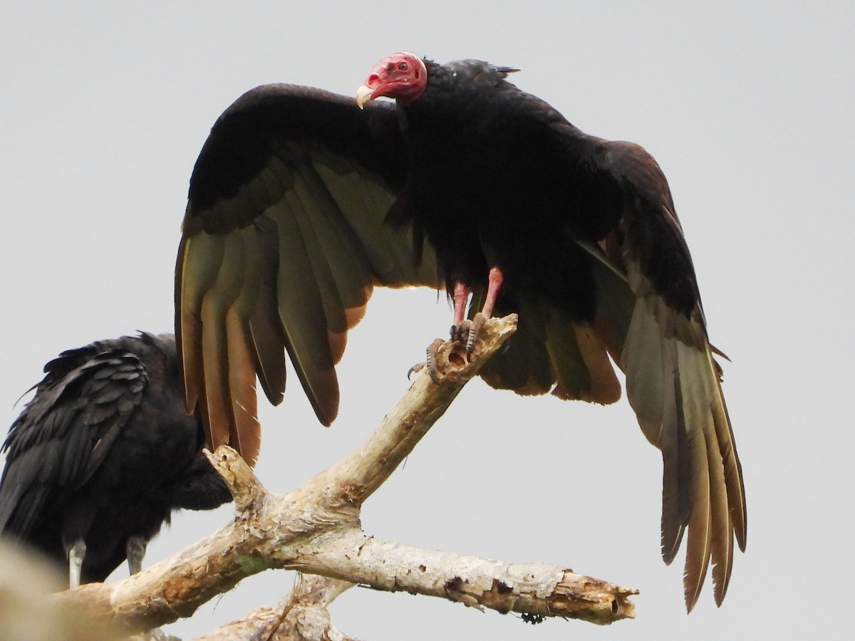 Turkey Vulture - ML618066919