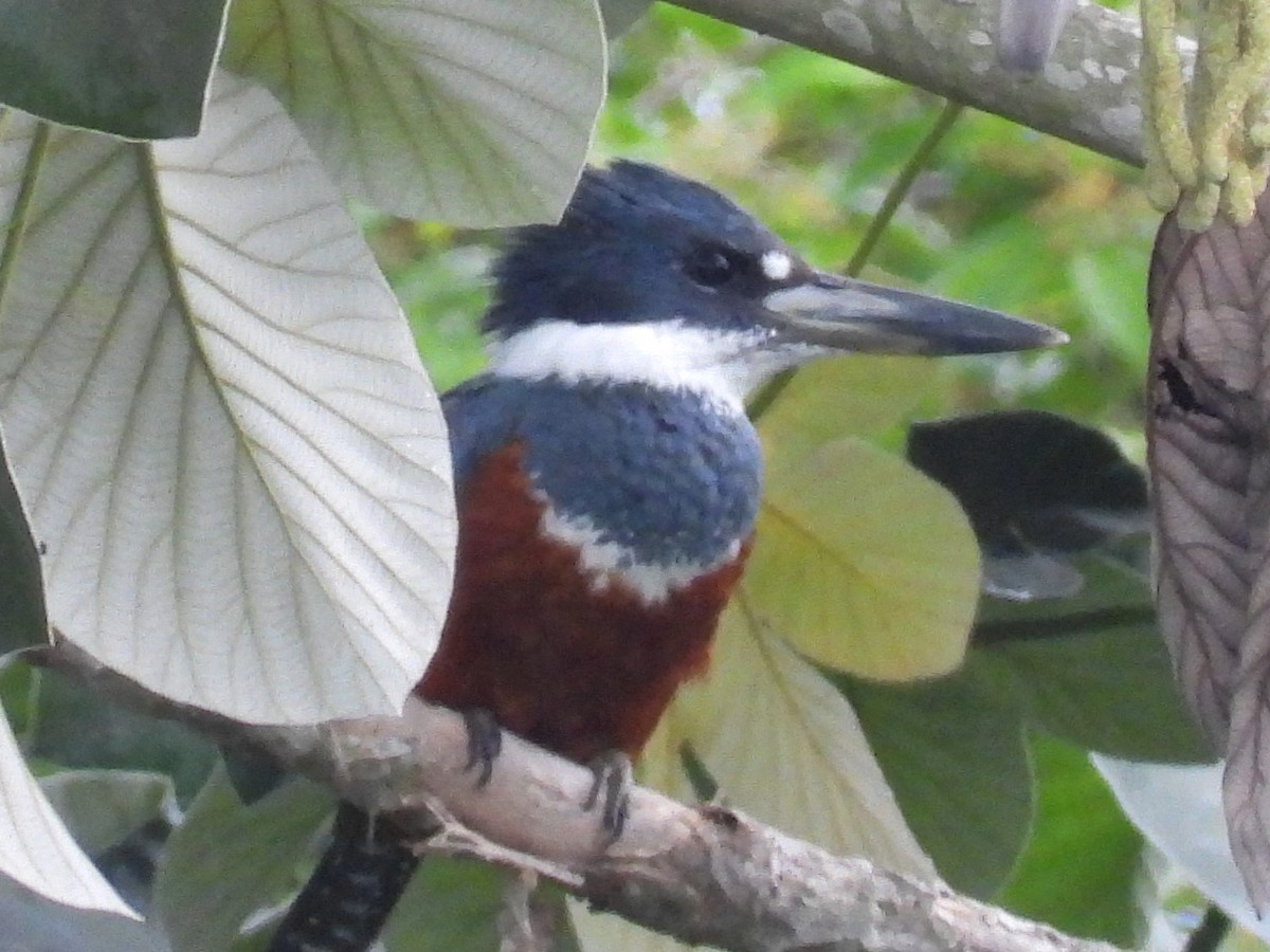 Ringed Kingfisher - Mary Leigh