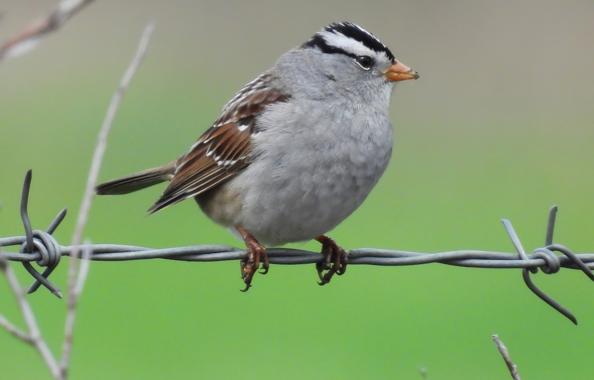 White-crowned Sparrow - Scott Thomson