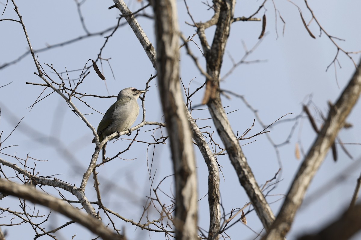 Gray-headed Woodpecker - ML618066936
