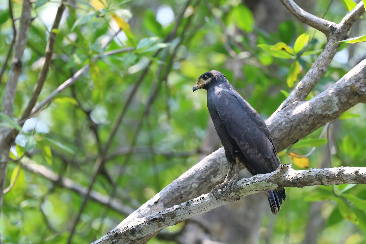 Common Black Hawk - Channa Jayasinghe