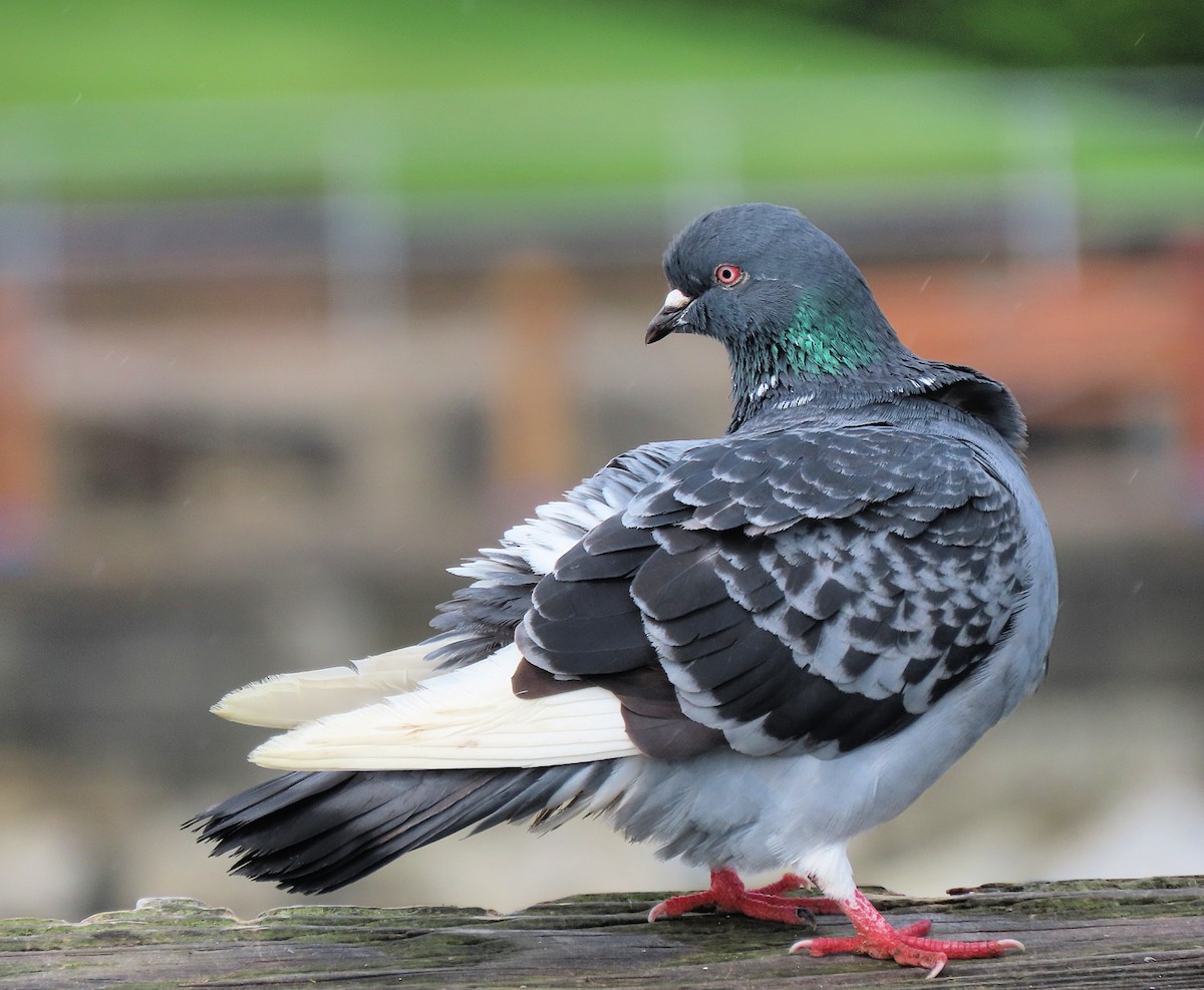 Rock Pigeon (Feral Pigeon) - Martha Keller