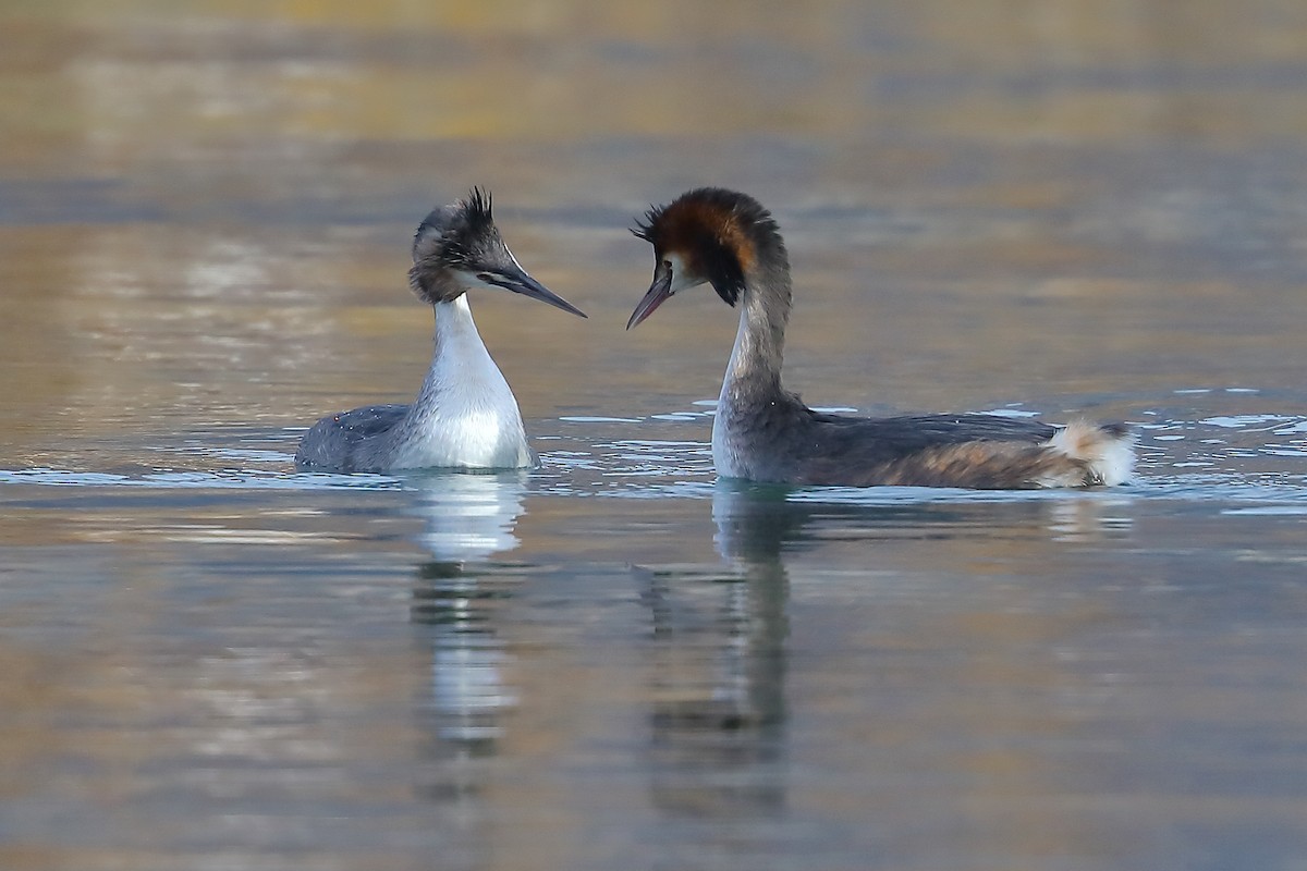 Great Crested Grebe - ML618066956