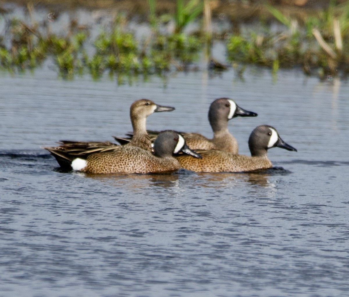 Blue-winged Teal - ML618066967