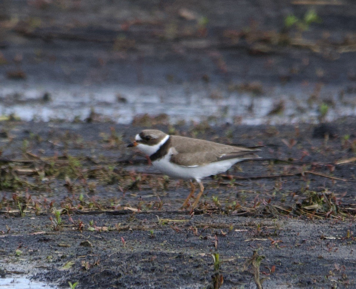 Semipalmated Plover - ML618066976