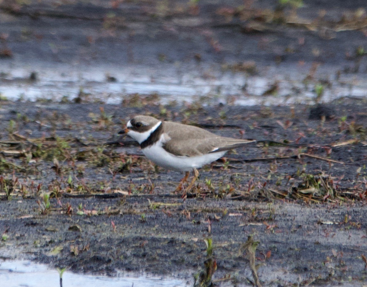 Semipalmated Plover - ML618066977
