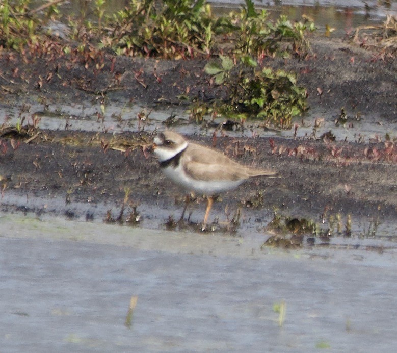 Semipalmated Plover - ML618066982