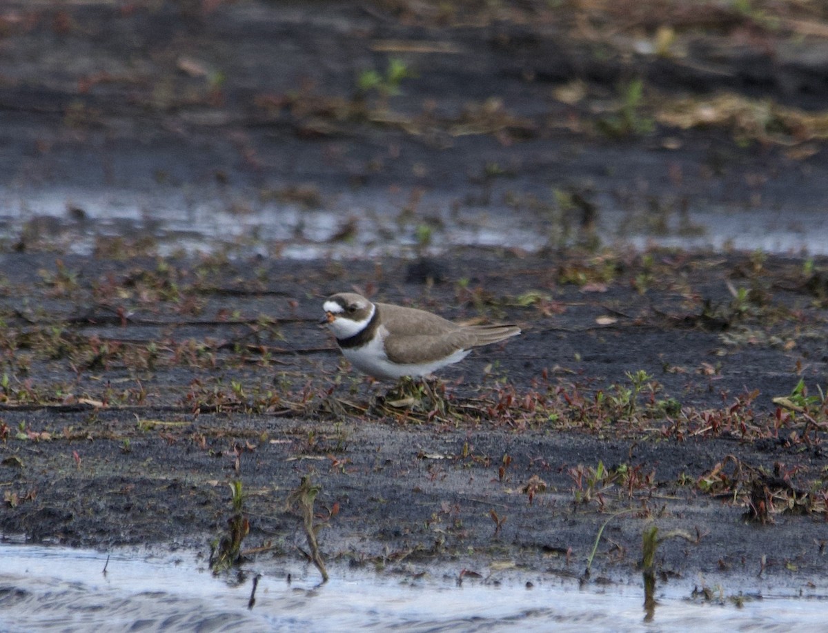 Semipalmated Plover - ML618066983