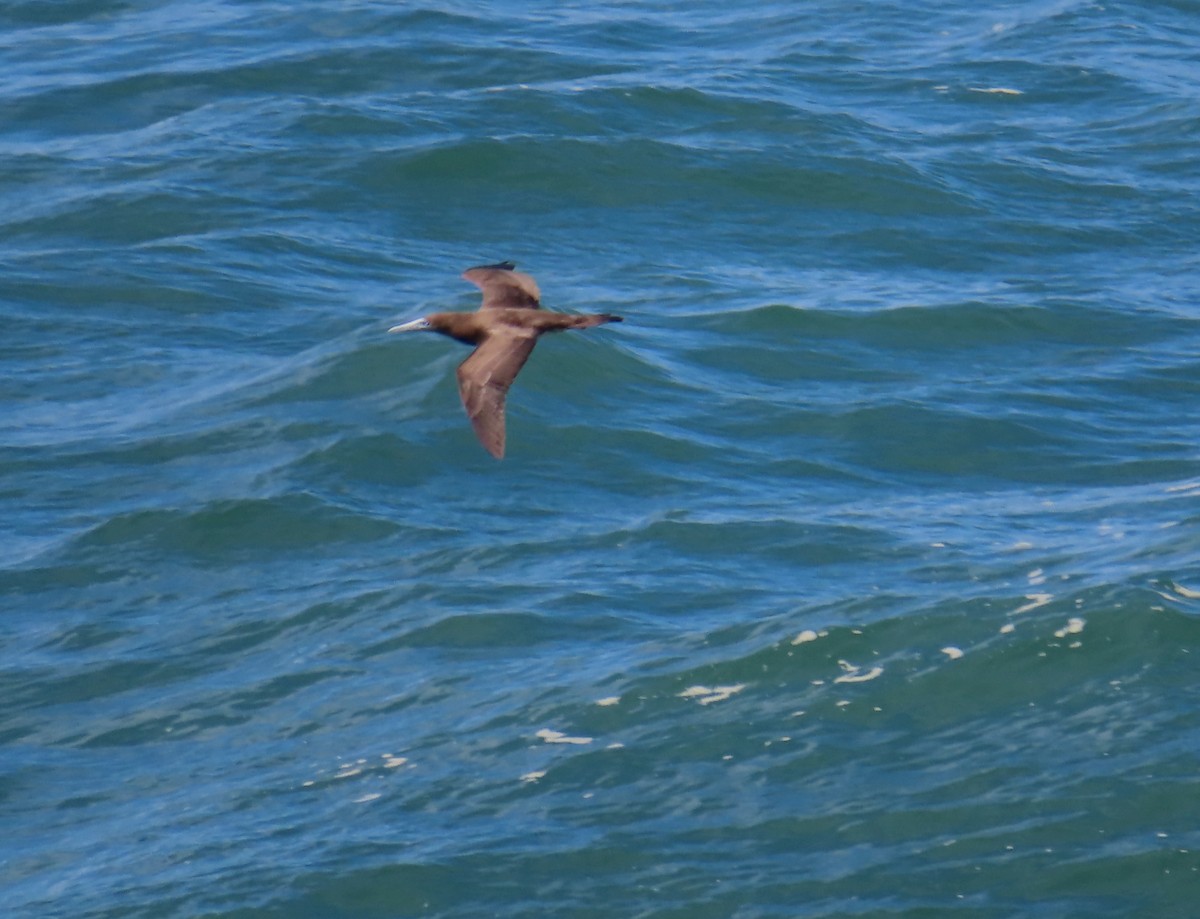 Brown Booby - ML618067007