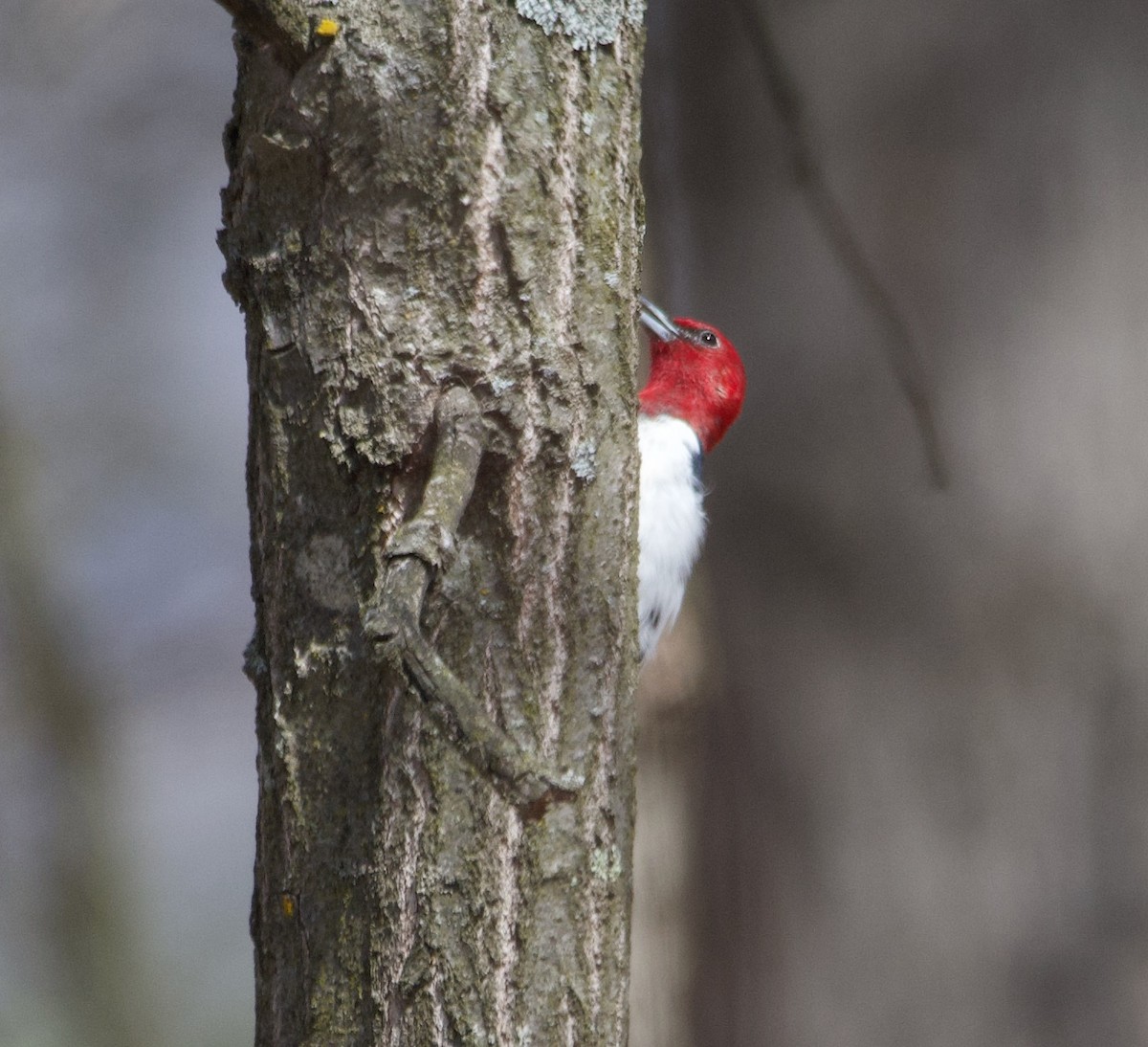 Red-headed Woodpecker - ML618067019