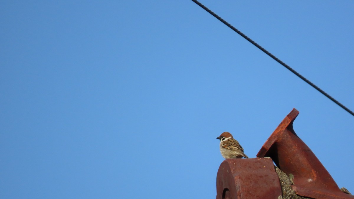 Eurasian Tree Sparrow - ML618067060