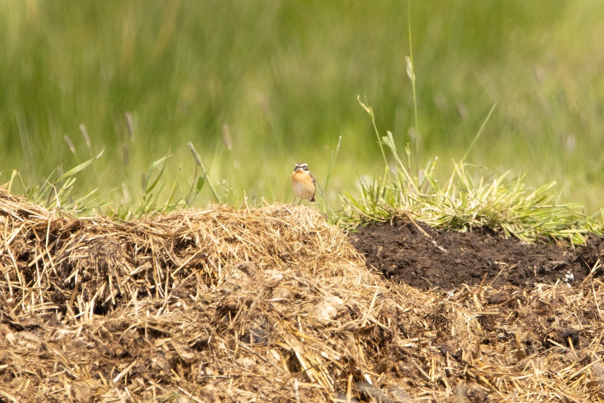 Whinchat - ML618067062