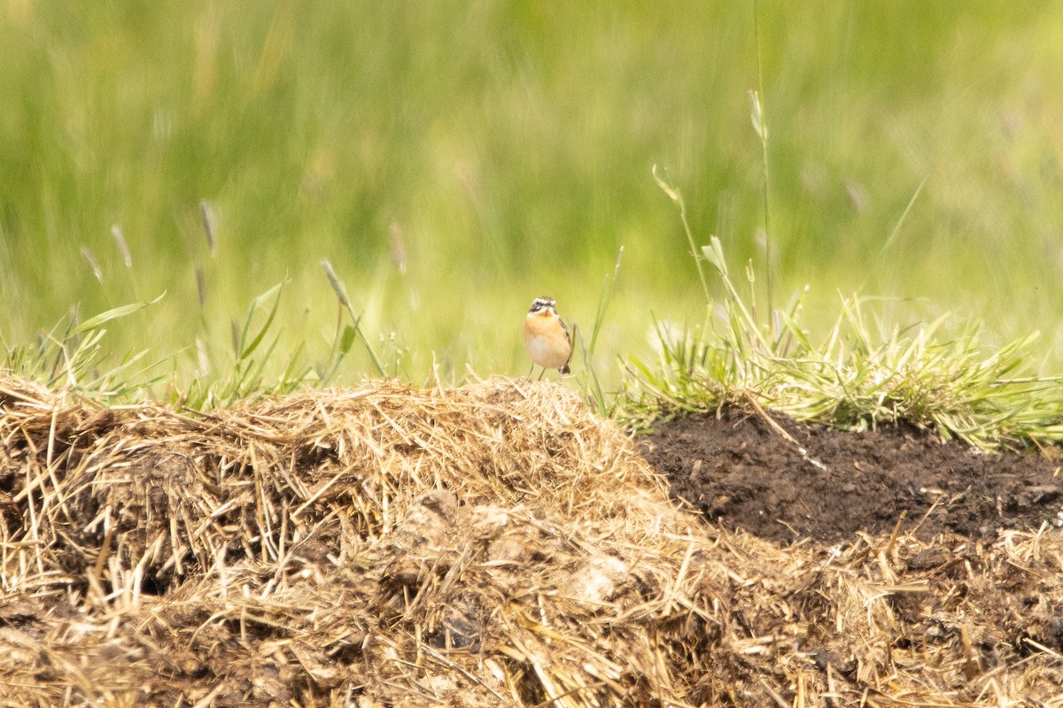 Whinchat - ML618067063
