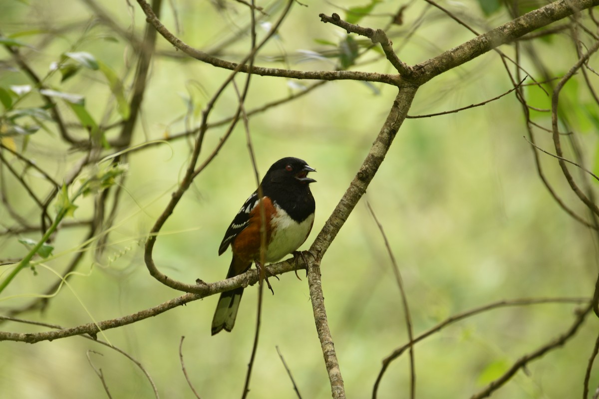 Spotted Towhee - ML618067064