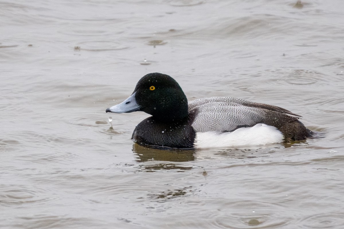 Greater Scaup - ML618067077