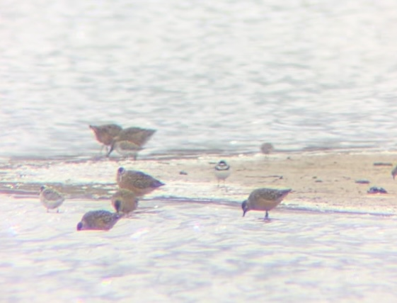 Semipalmated Plover - ML618067081