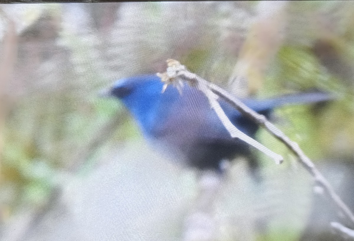 Blue-fronted Robin - Bimalnath Punnassery
