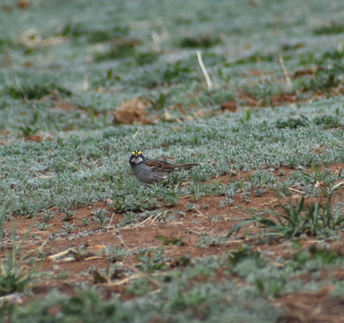 White-throated Sparrow - ML618067099