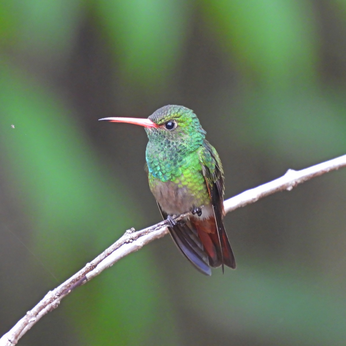 Rufous-tailed Hummingbird - ML618067104