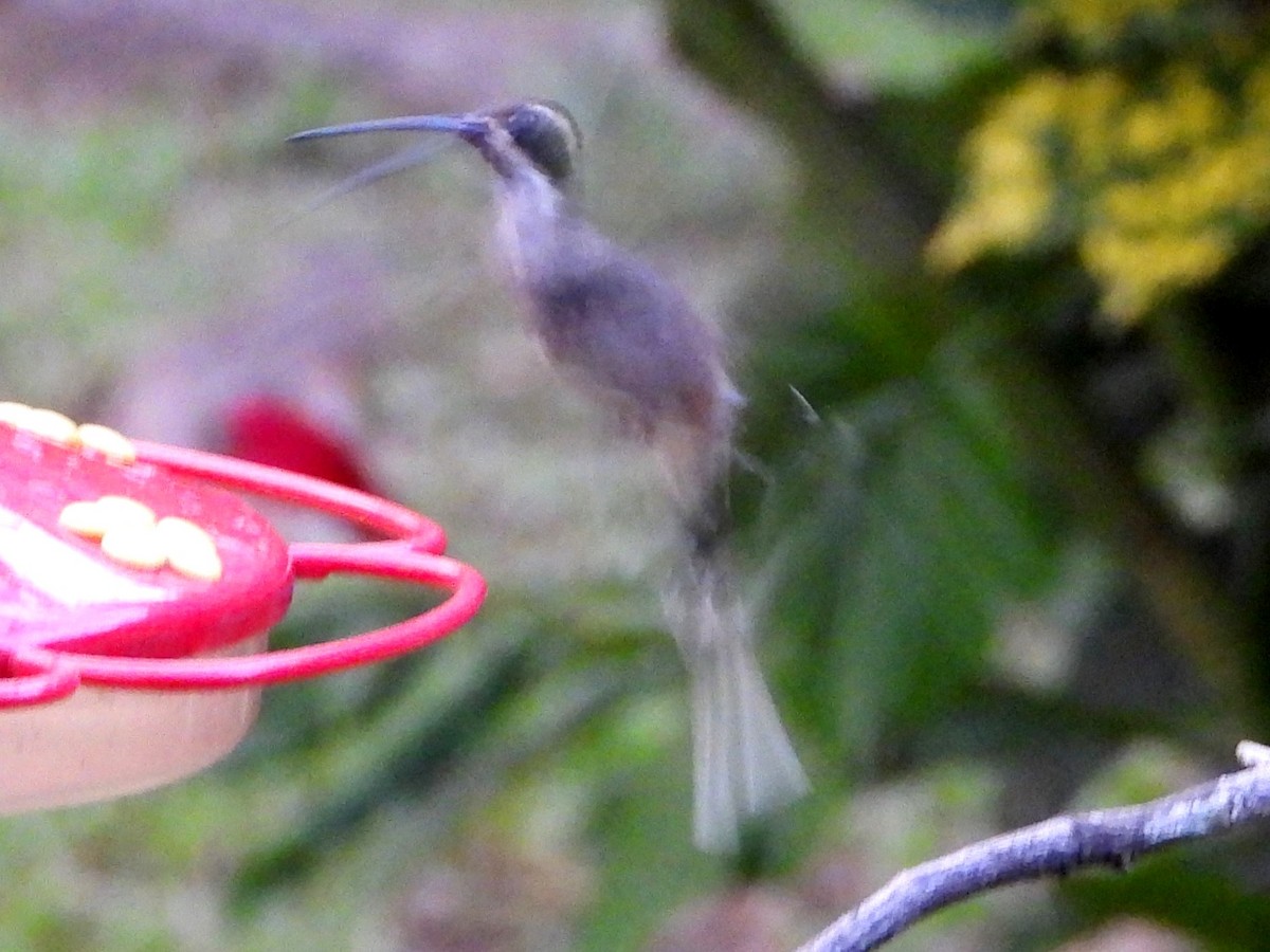 Pale-bellied Hermit - Mary Leigh