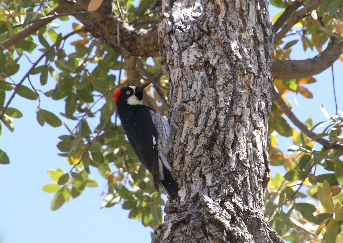 Acorn Woodpecker (Acorn) - ML618067144