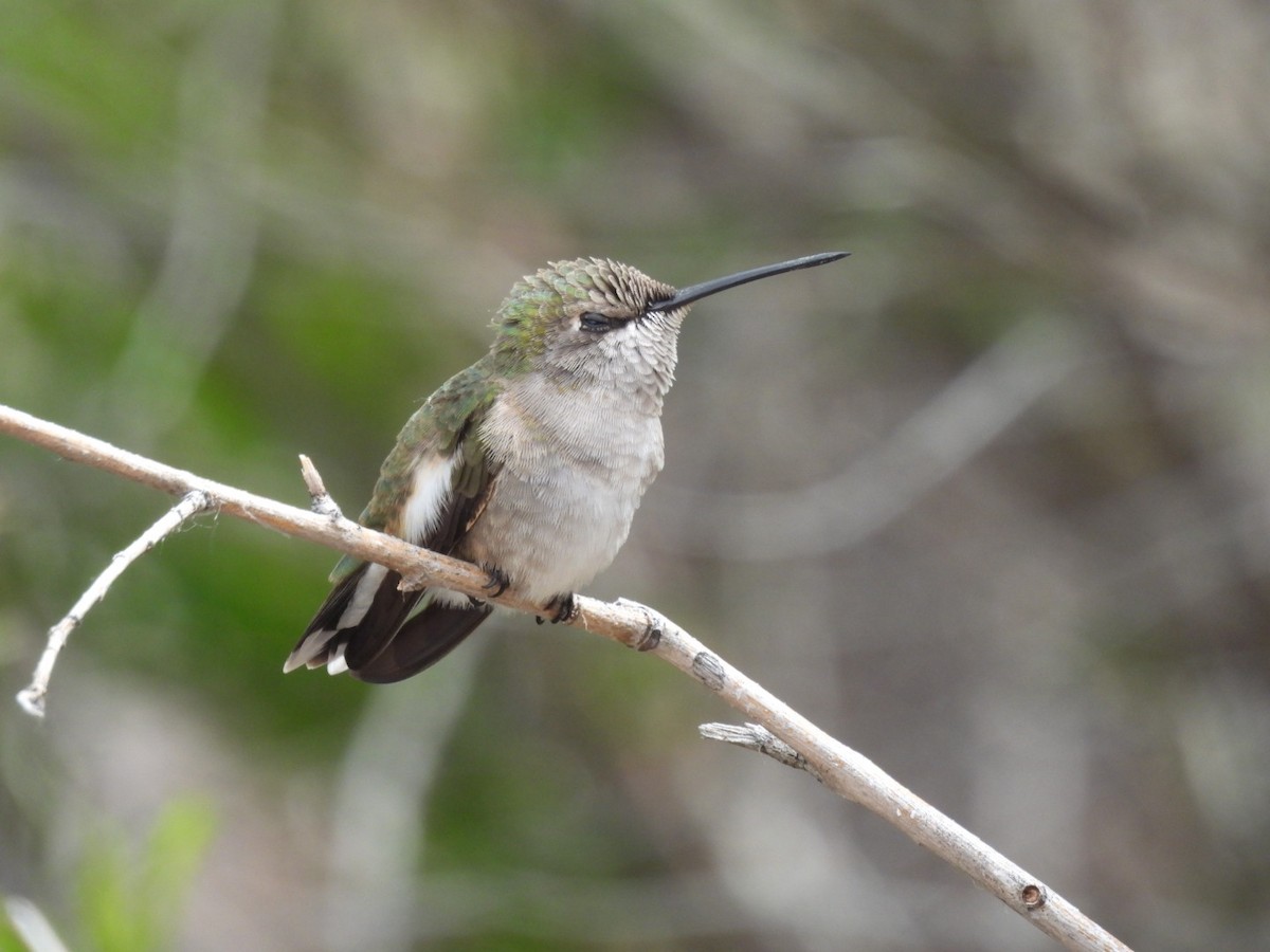 Black-chinned Hummingbird - ML618067149