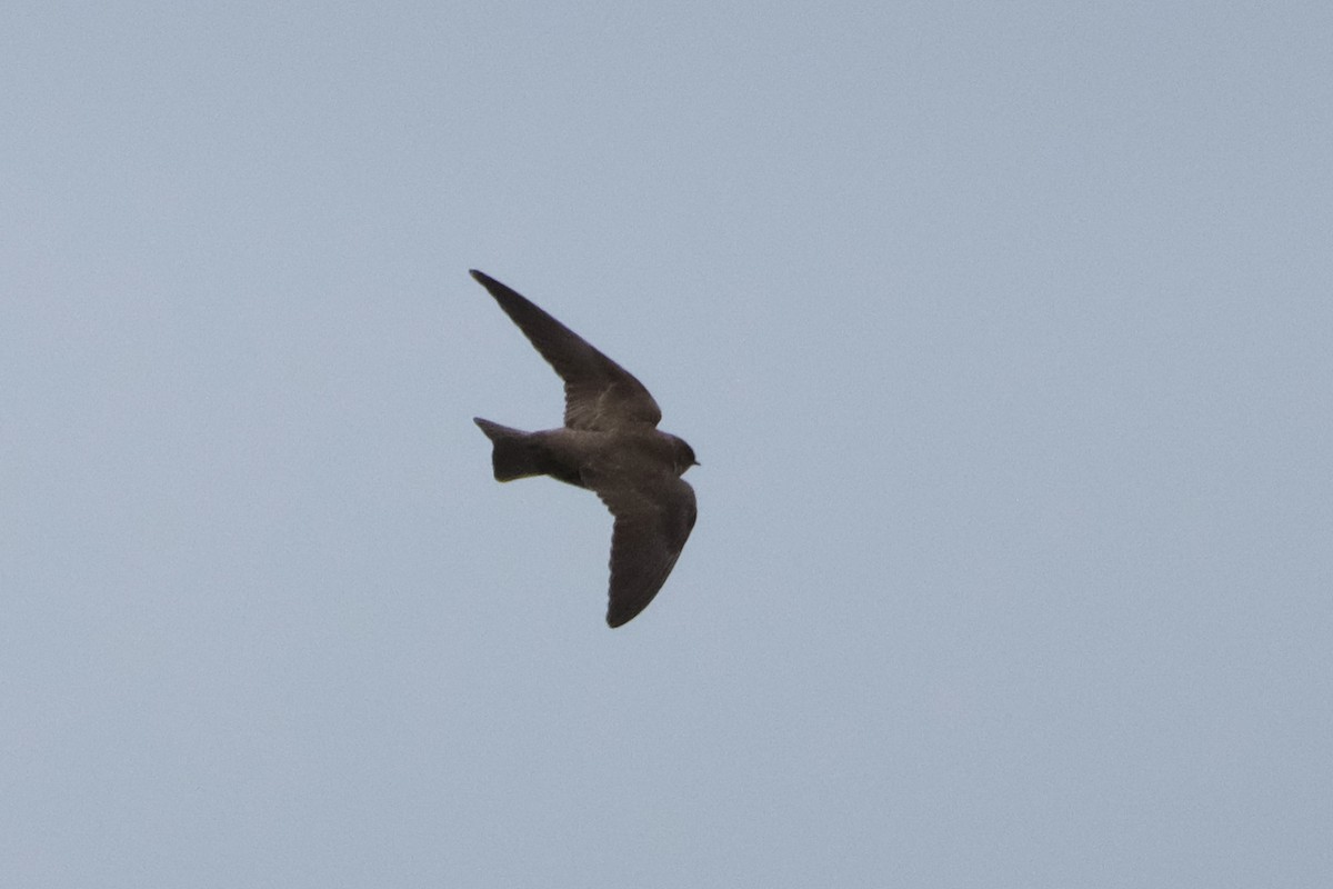 Northern Rough-winged Swallow - Alex Leeder
