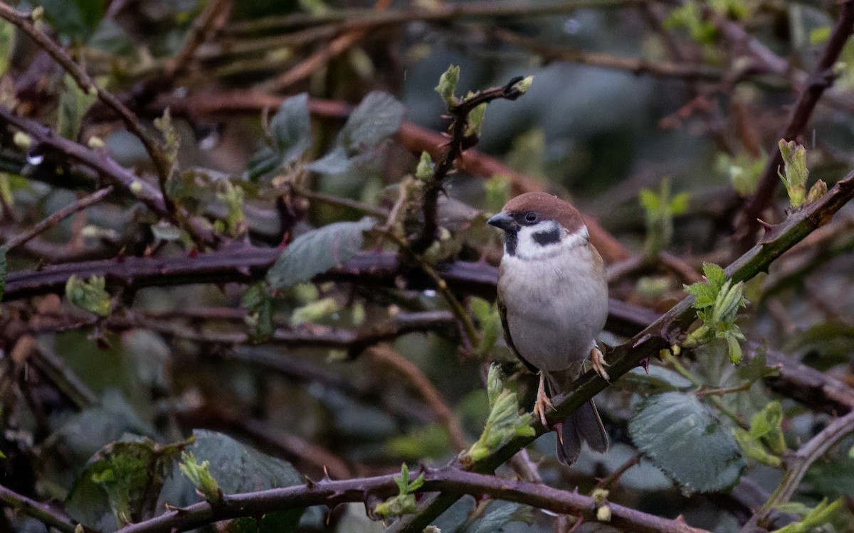 Eurasian Tree Sparrow - ML618067168