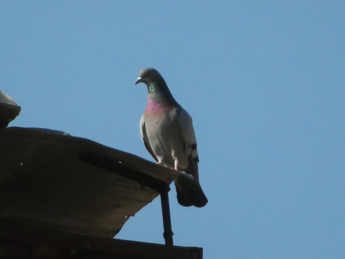 Rock Pigeon (Feral Pigeon) - ML618067178