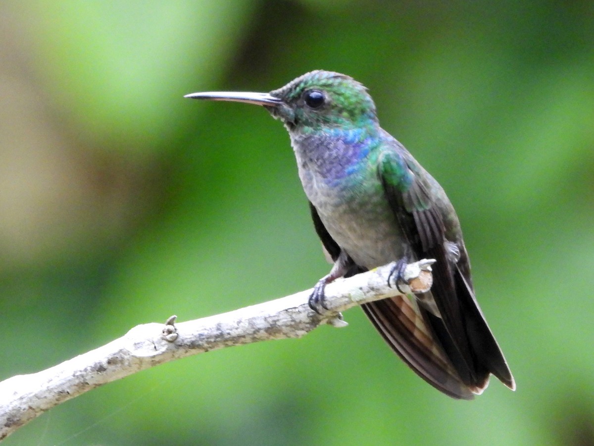 Blue-chested Hummingbird - Mary Leigh