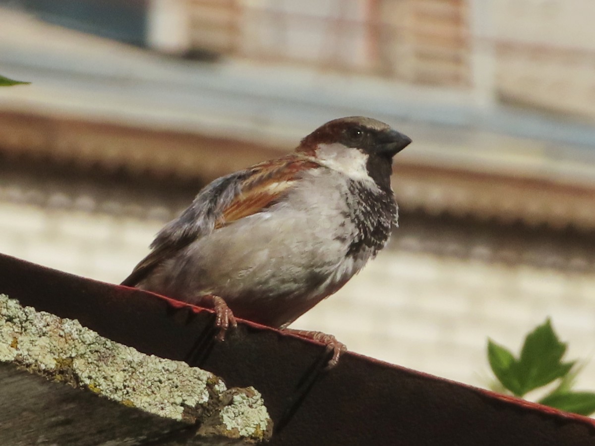 House Sparrow - ML618067189