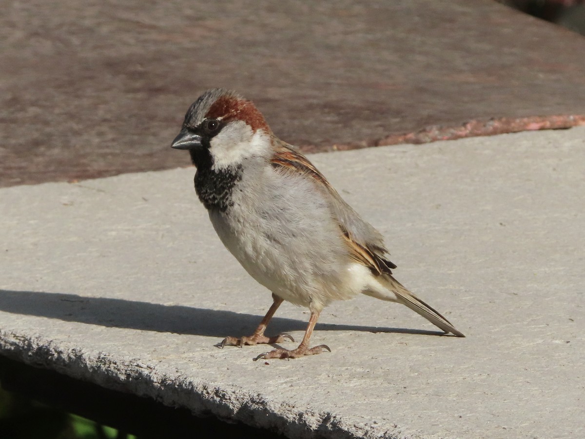 House Sparrow - ML618067192