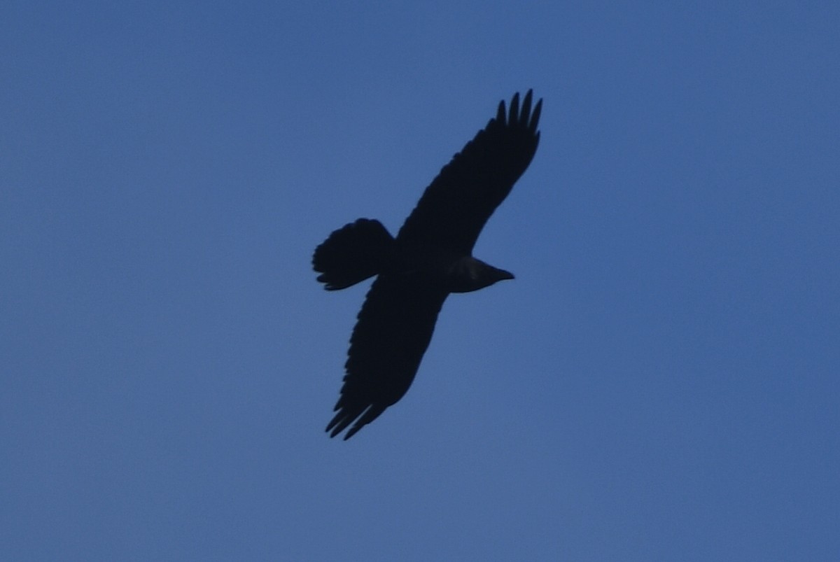 Common Raven - ML618067215