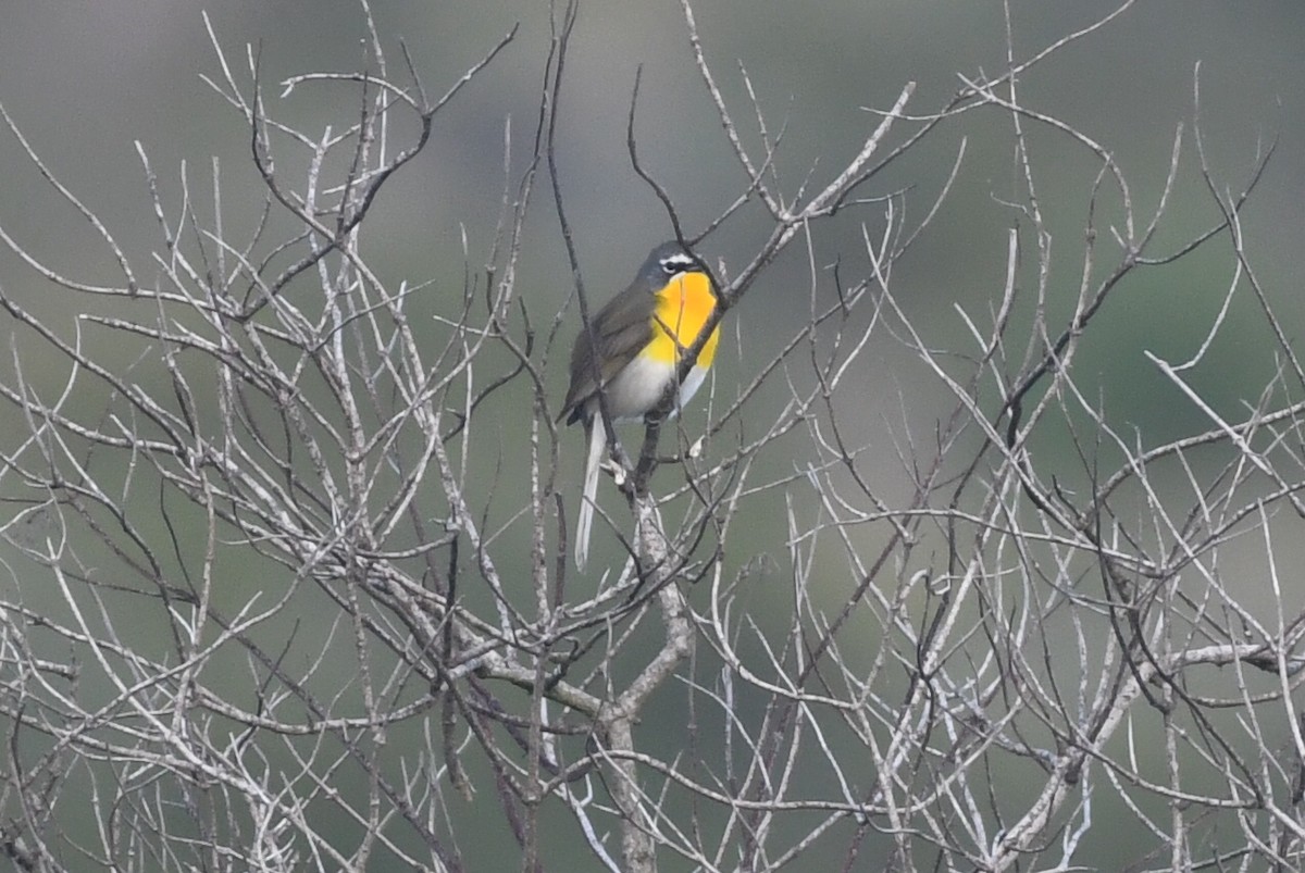 Yellow-breasted Chat - ML618067221