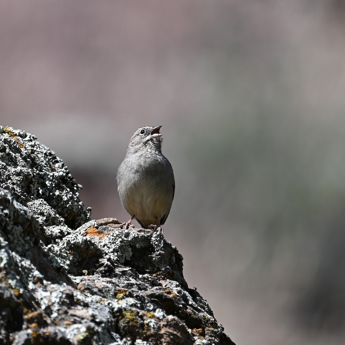 Rufous-crowned Sparrow - ML618067230