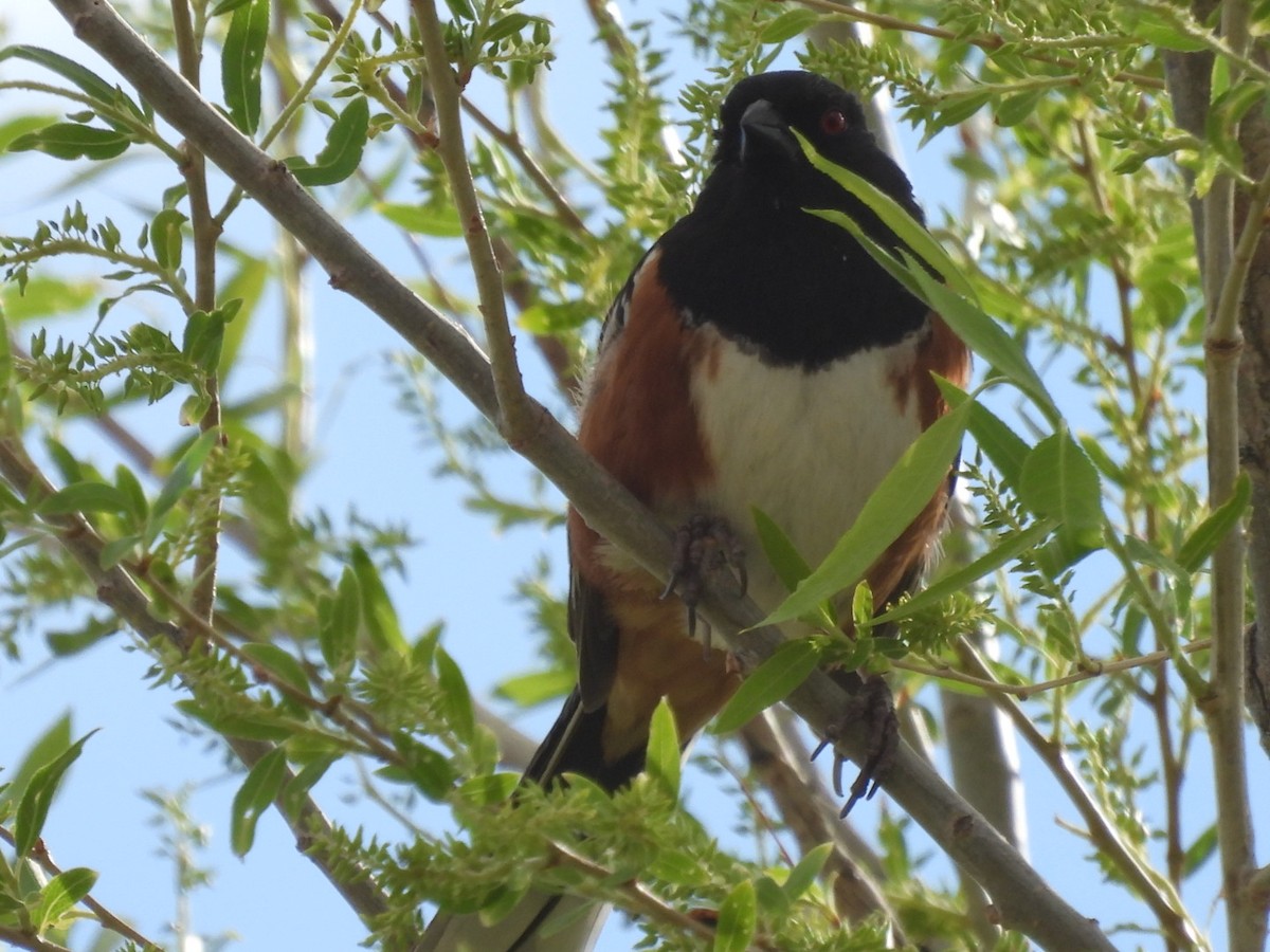 Spotted Towhee - ML618067237
