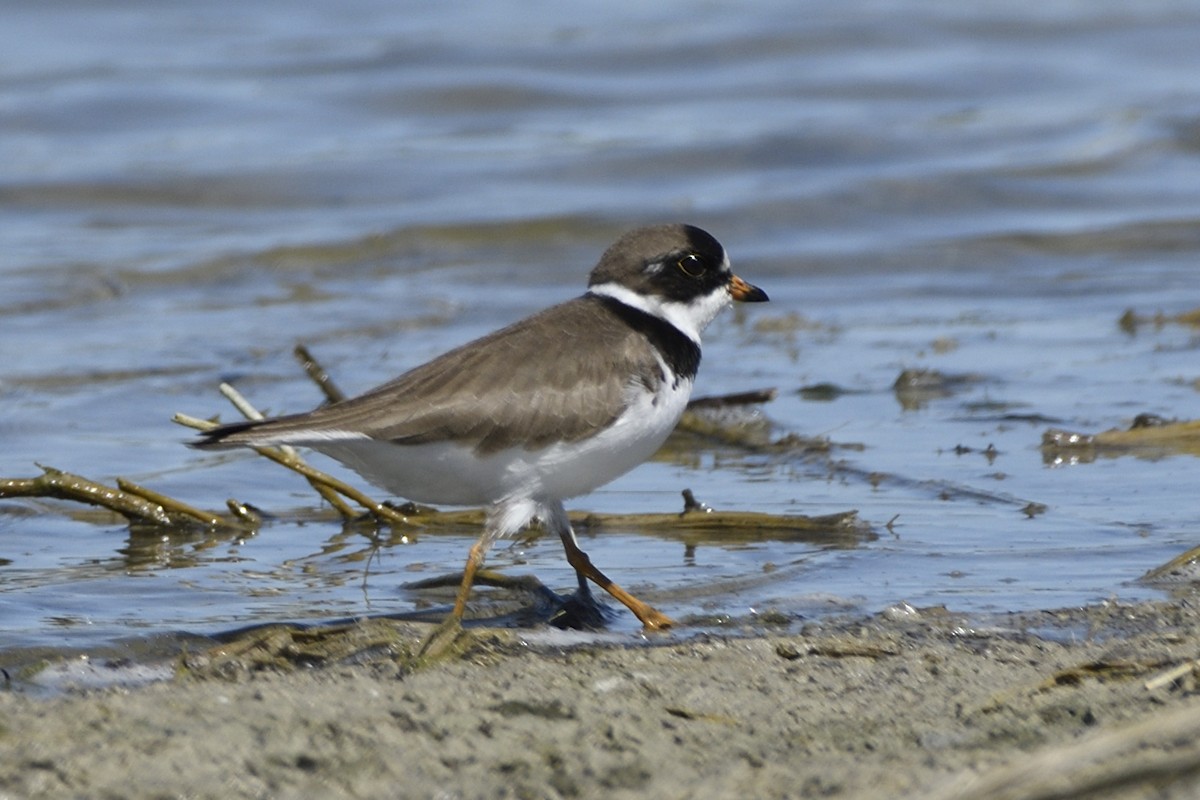 Semipalmated Plover - ML618067242