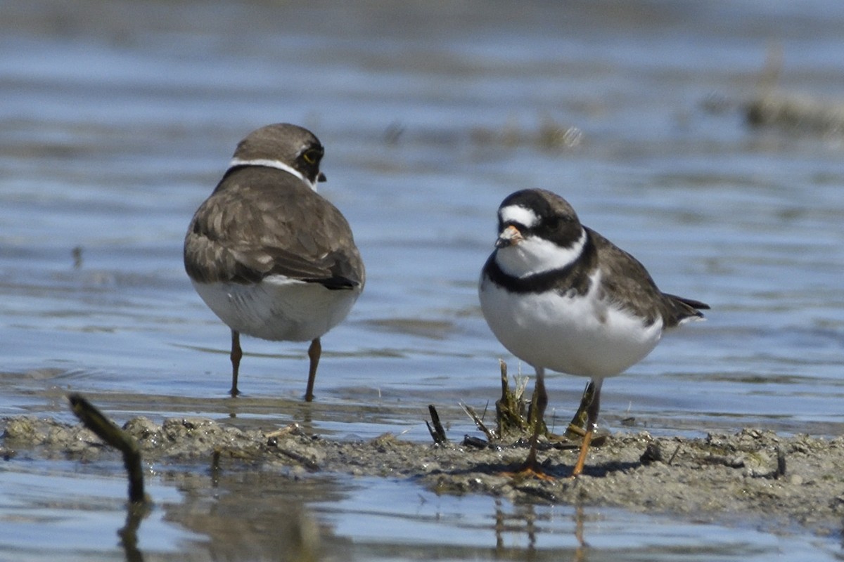 Semipalmated Plover - ML618067243