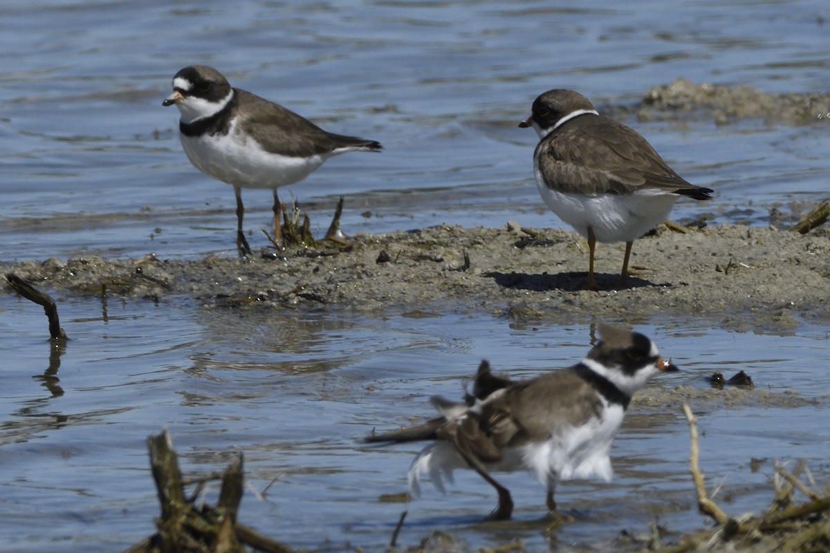 Semipalmated Plover - ML618067244
