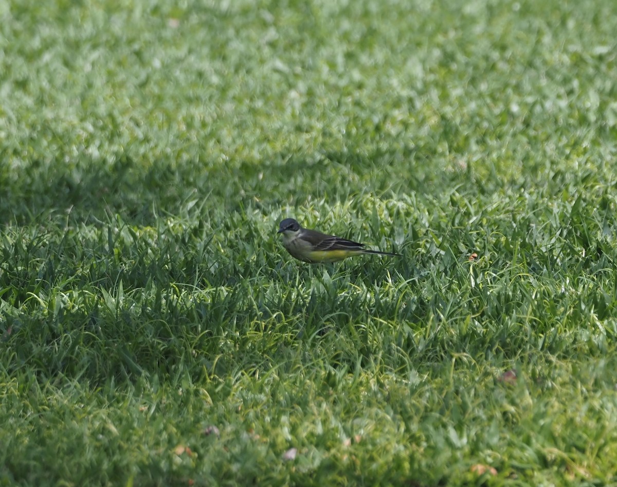 Western Yellow Wagtail - Paul Jaquith