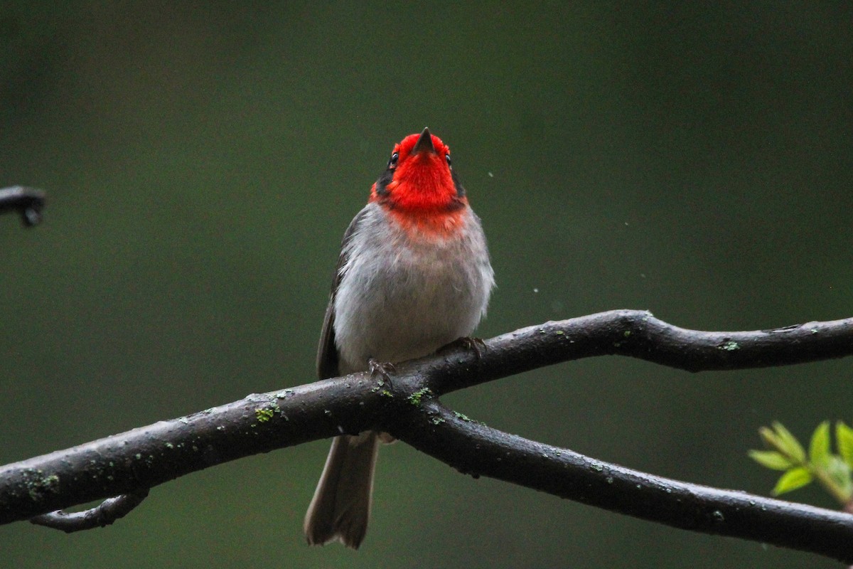 Red-faced Warbler - John Wilson