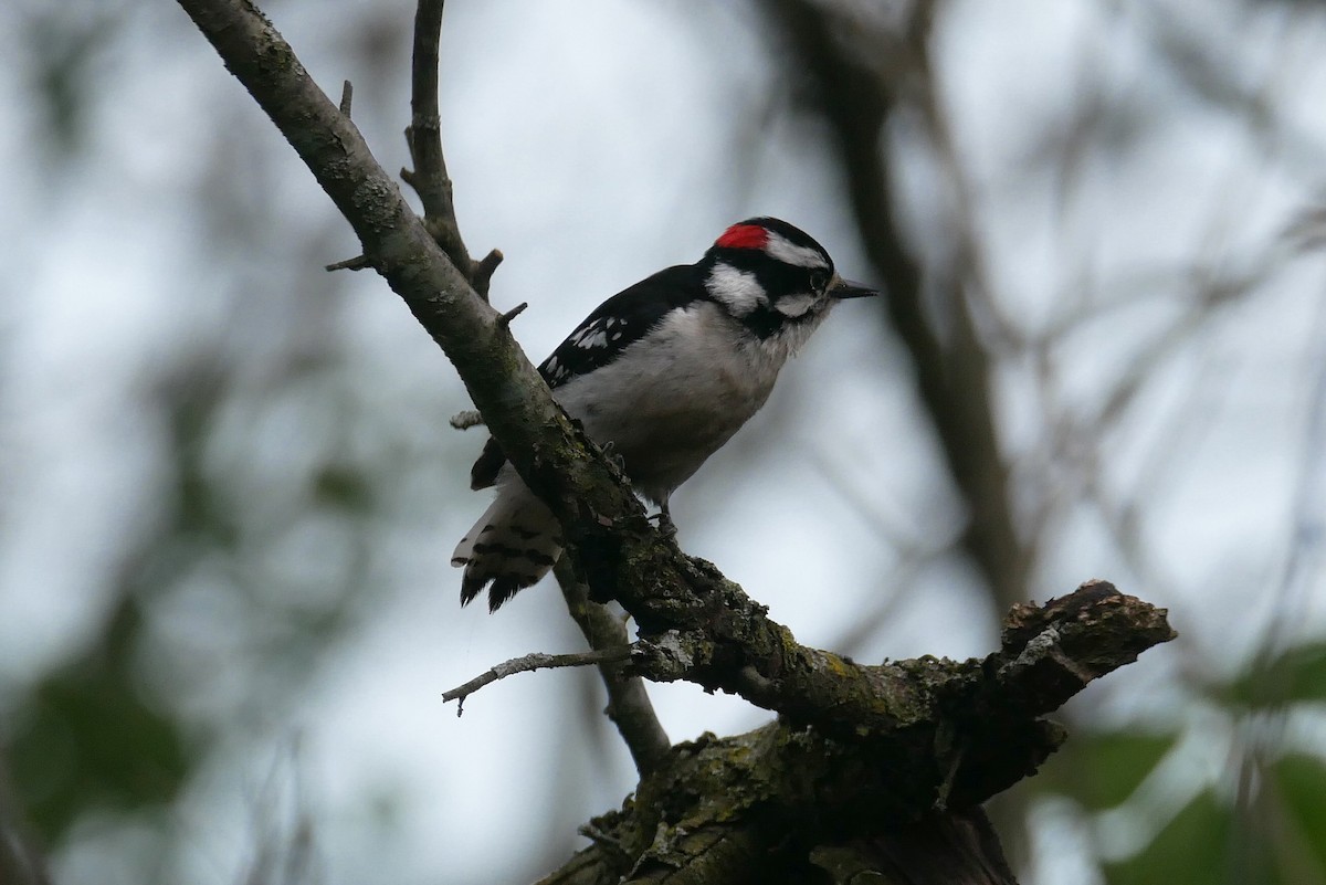 Downy Woodpecker - ML618067276