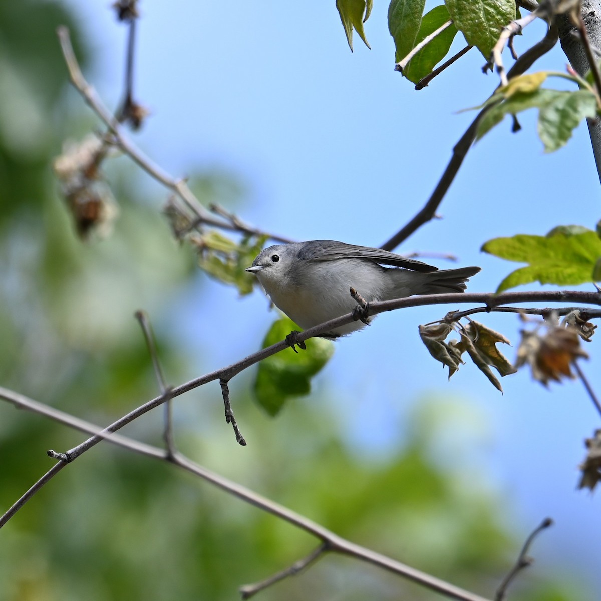 Lucy's Warbler - ML618067278