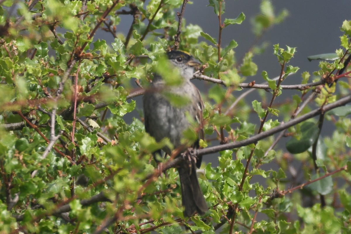 Golden-crowned Sparrow - ML618067282